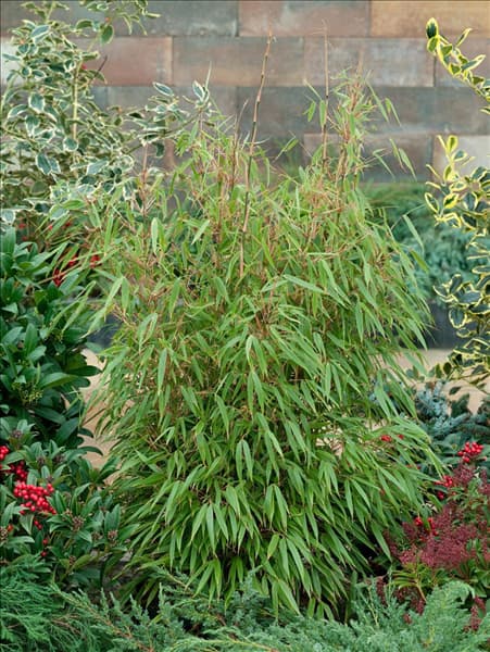 Fargesia rufa