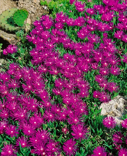 DELOSPERMA COOPERI