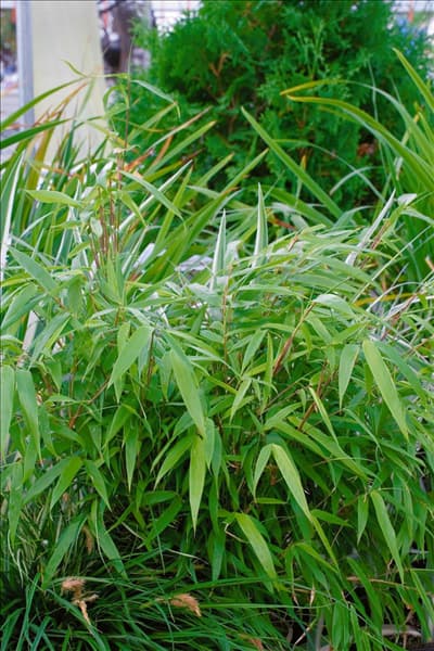 Fargesia rufa Green Panda