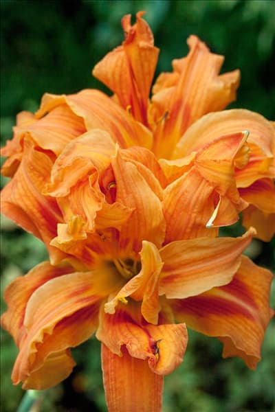 Hemerocallis Apricot Beauty