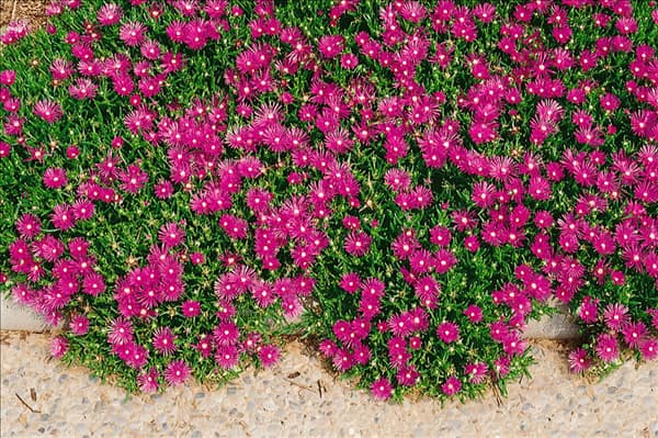 DELOSPERMA COOPERI