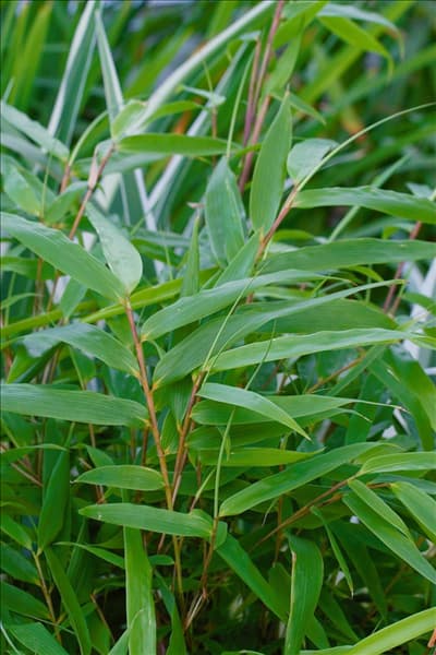 Fargesia rufa Green Panda