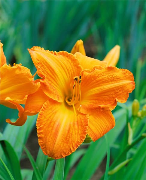 HEMEROCALLIS Dehara