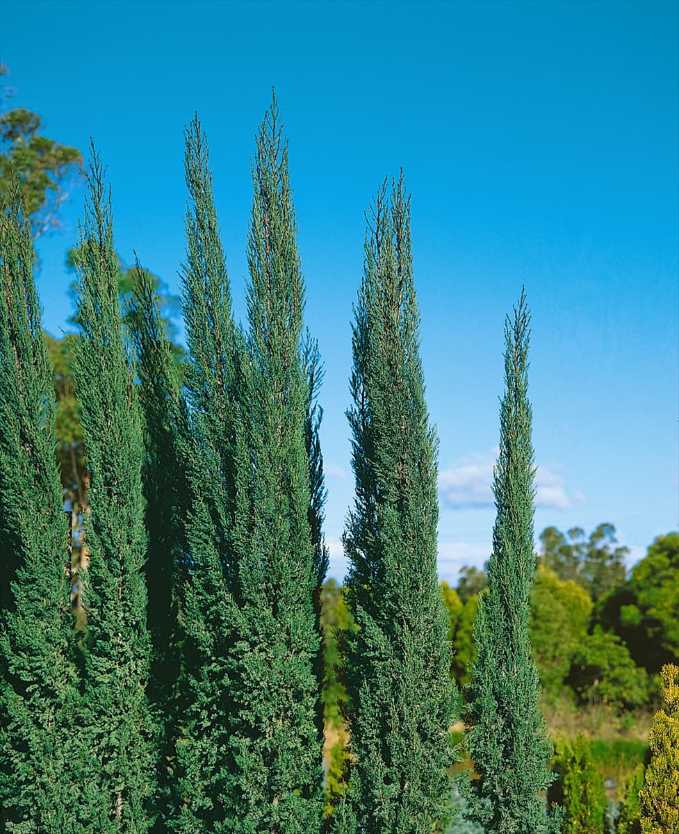 Cupressus sempervirens