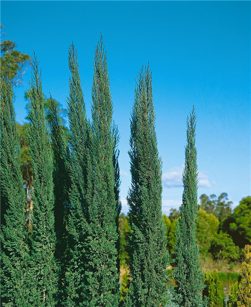 Cupressus sempervirens
