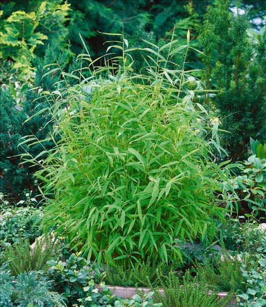 Fargesia rufa