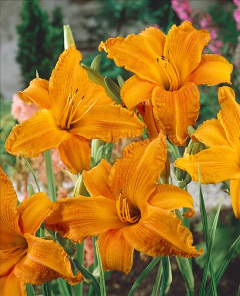 HEMEROCALLIS BURNING DAYLIGHT