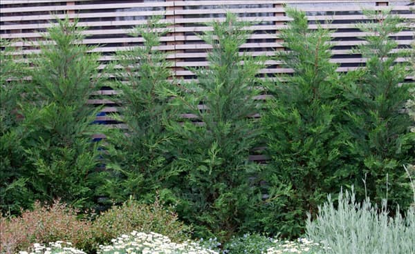 Cupressus sempervirens