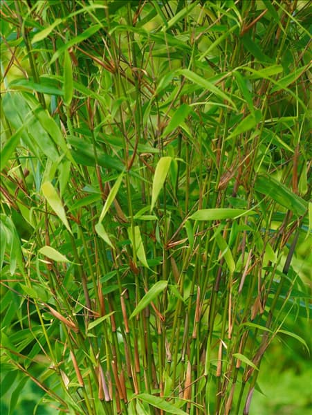 Fargesia rufa