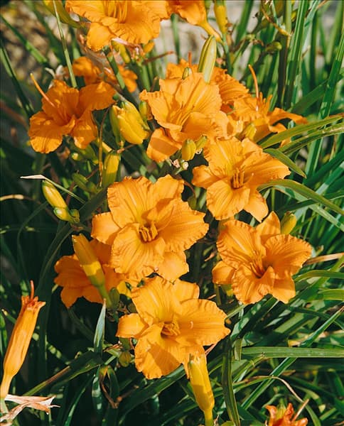 Hemerocallis Bertie Ferris