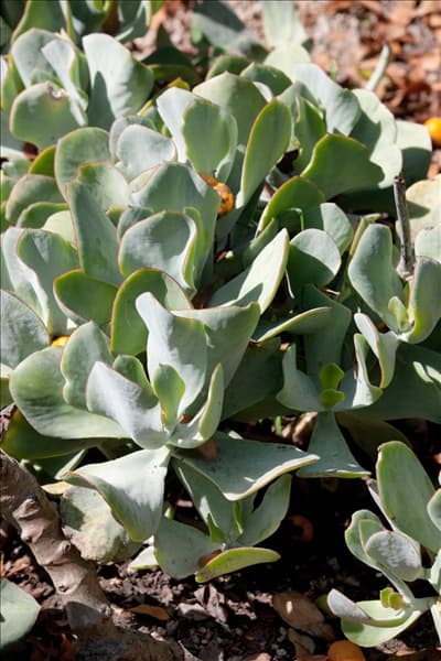 Cotyledon orbiculata