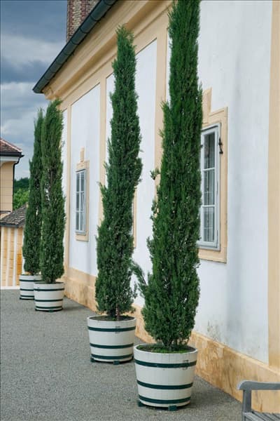 Cupressus sempervirens