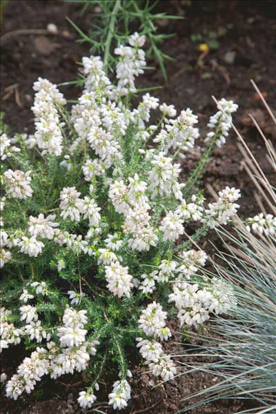 Erica cinerea Alba Major
