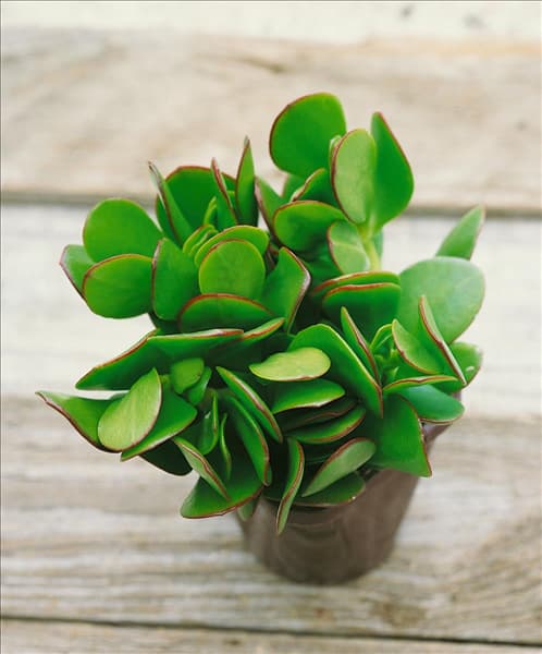 Cotyledon orbiculata var. oblonga Macrantha