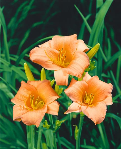 HEMEROCALLIS BABY JULIA