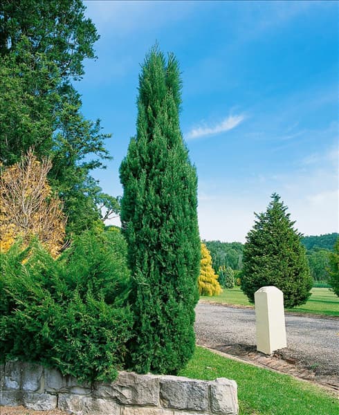Cupressus sempervirens