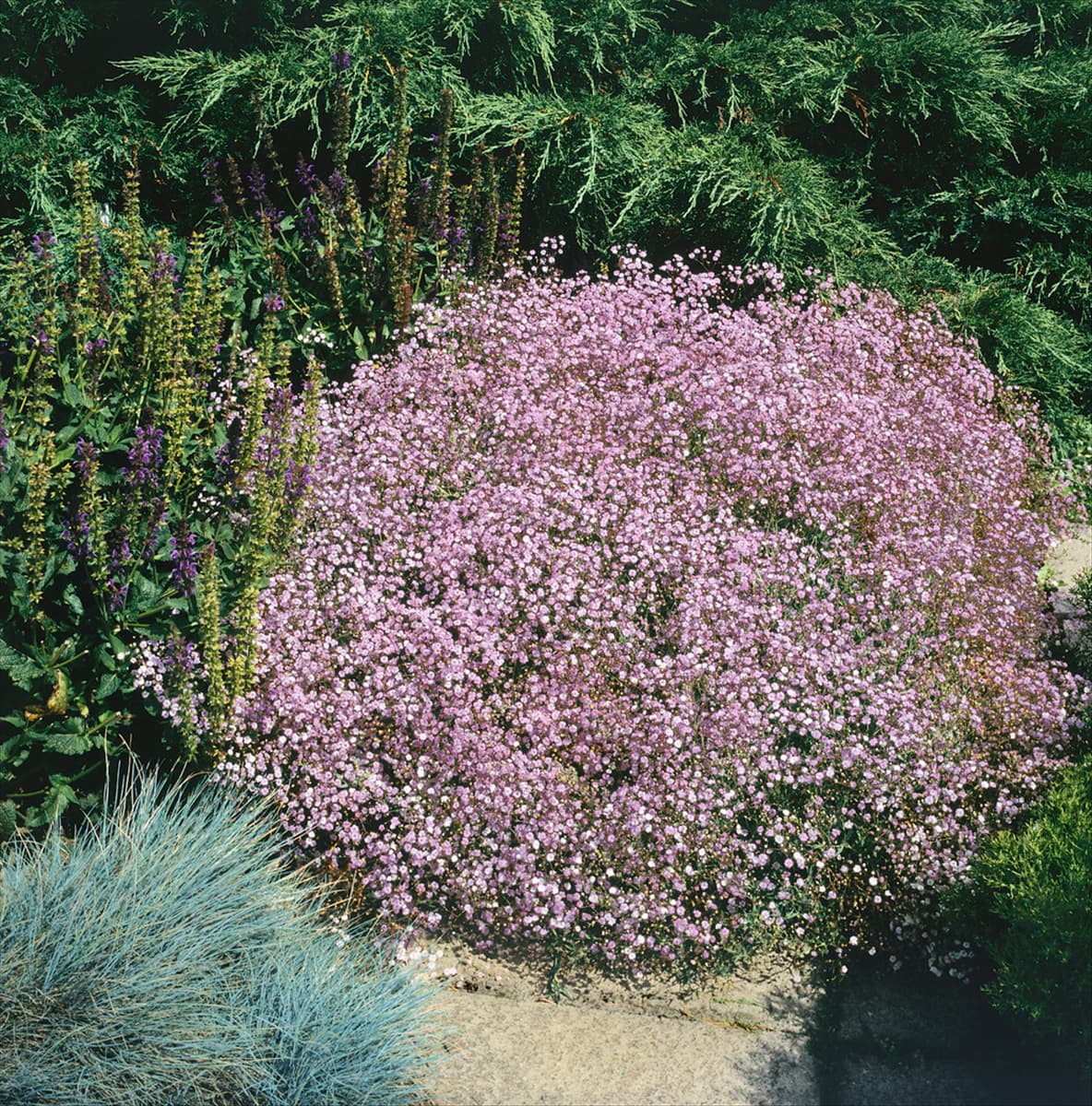 GYPSOPHILA ROSENSCHLEIER