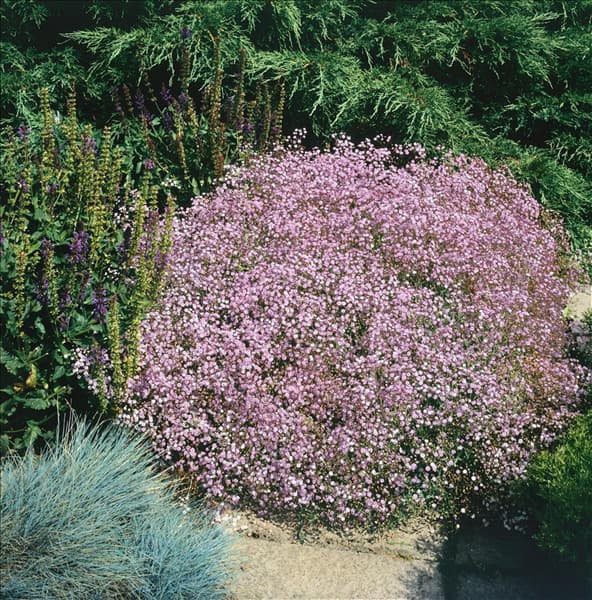 Gypsophila repens 'Rosenschleier'