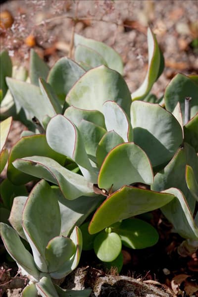 Cotyledon orbiculata