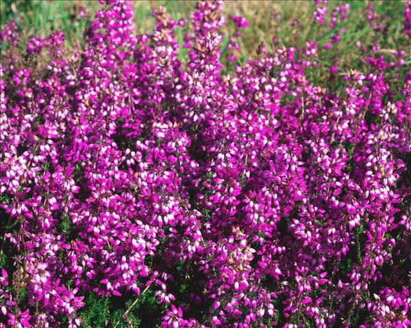 Erica cinerea Aquarel