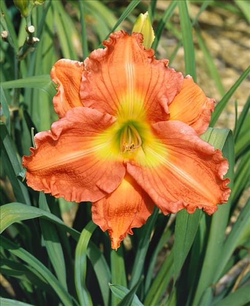 Hemerocallis ´Chicago Petticoats´