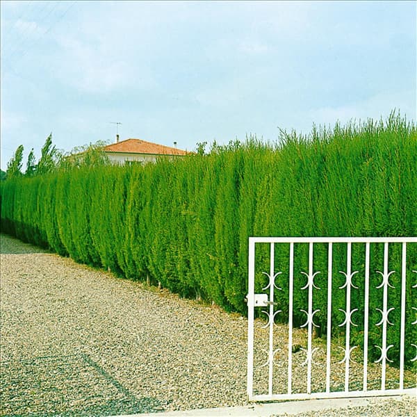 Cupressus sempervirens