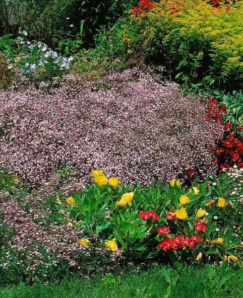 Gypsophila Rosenschleier