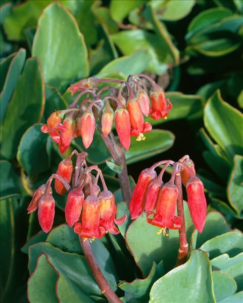 Cotyledon orbiculata