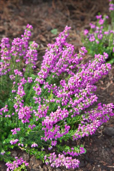 Erica cinerea Cevennes