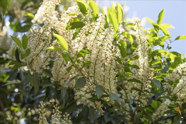 Prunus lusitanica 'Angustifolia'