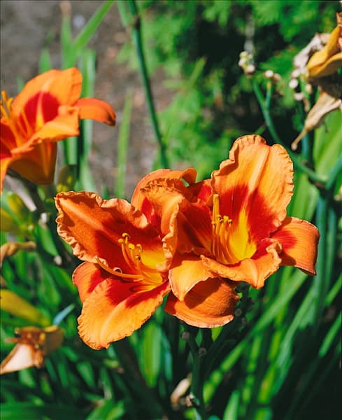 Hemerocallis Coeur Atout