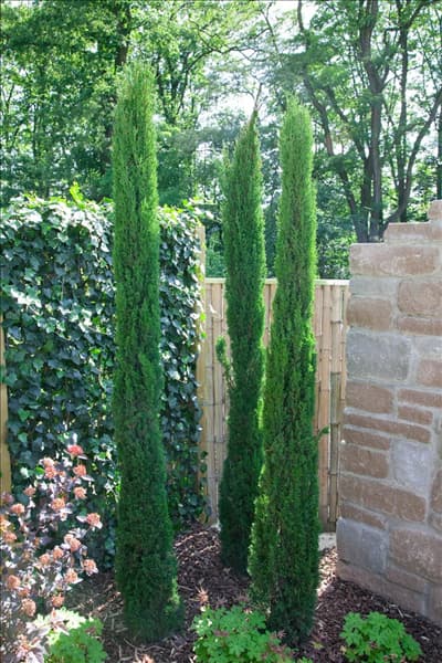 Cupressus sempervirens