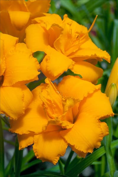 Hemerocallis Condilla