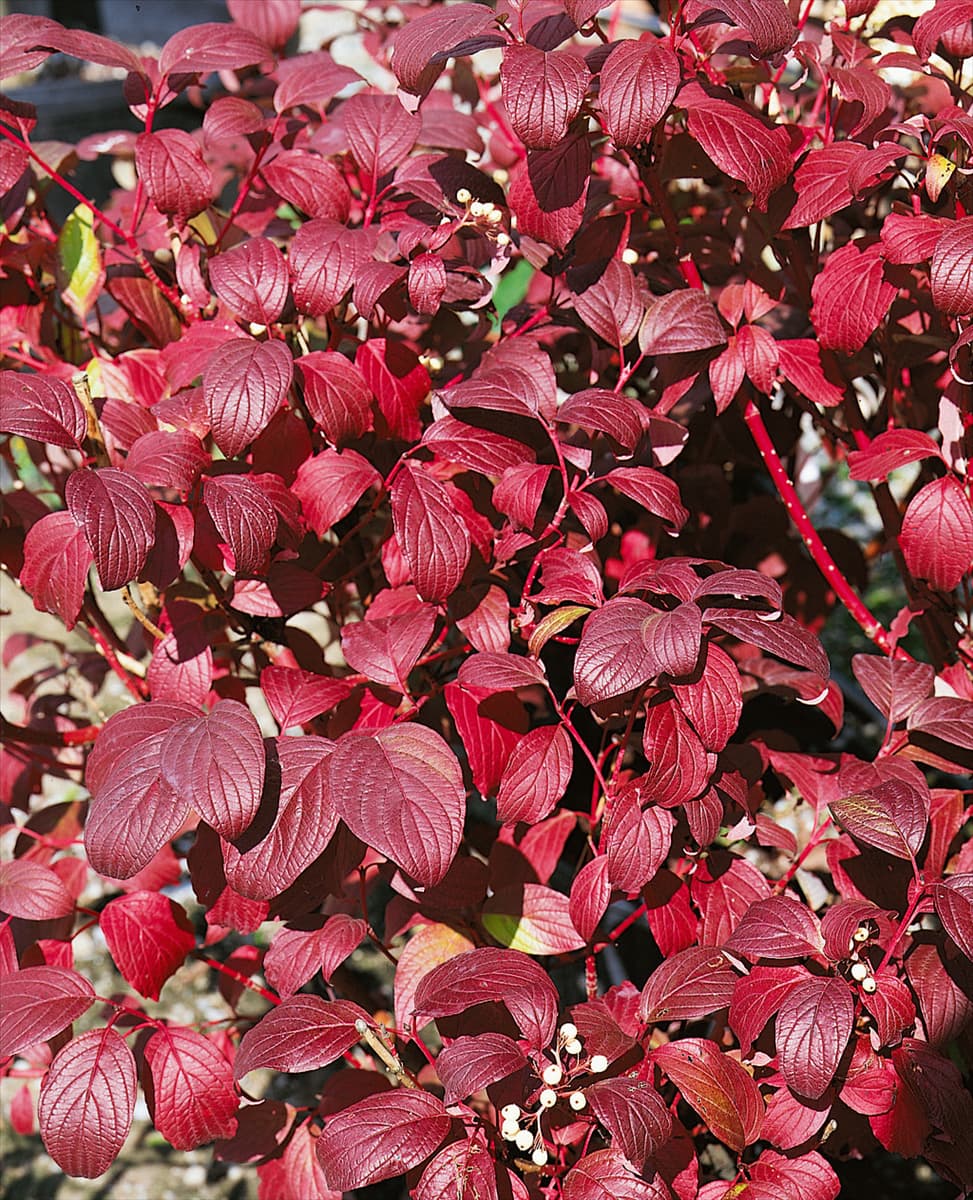 CORNUS ALBA
