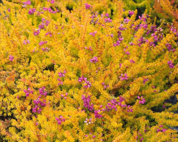 Erica cinerea Windlebrooke