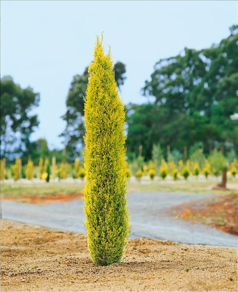 Cupressus sempervirens Olympic Gold