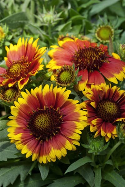 Gaillardia aristata Arizona Sun