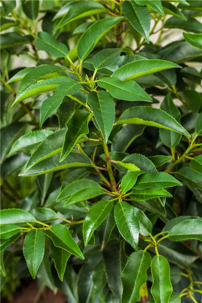 Prunus lusitanica