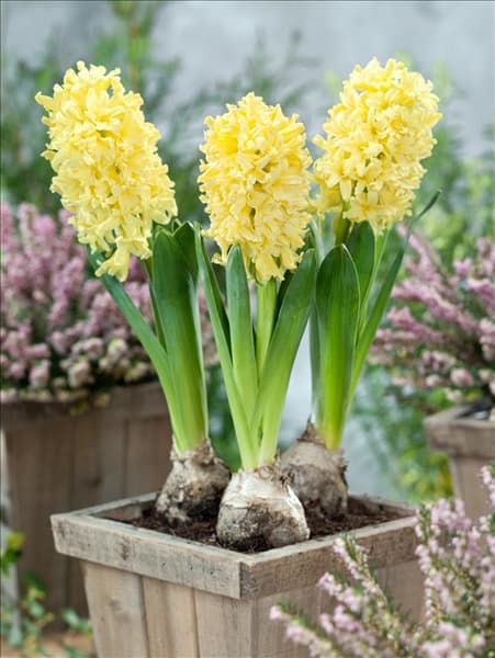 Hyacinthus Yellow Queen im Topf