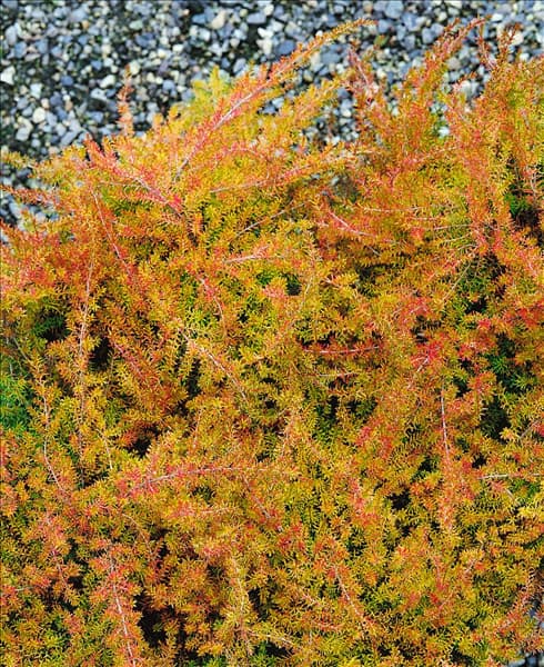Erica cinerea Golden Drop