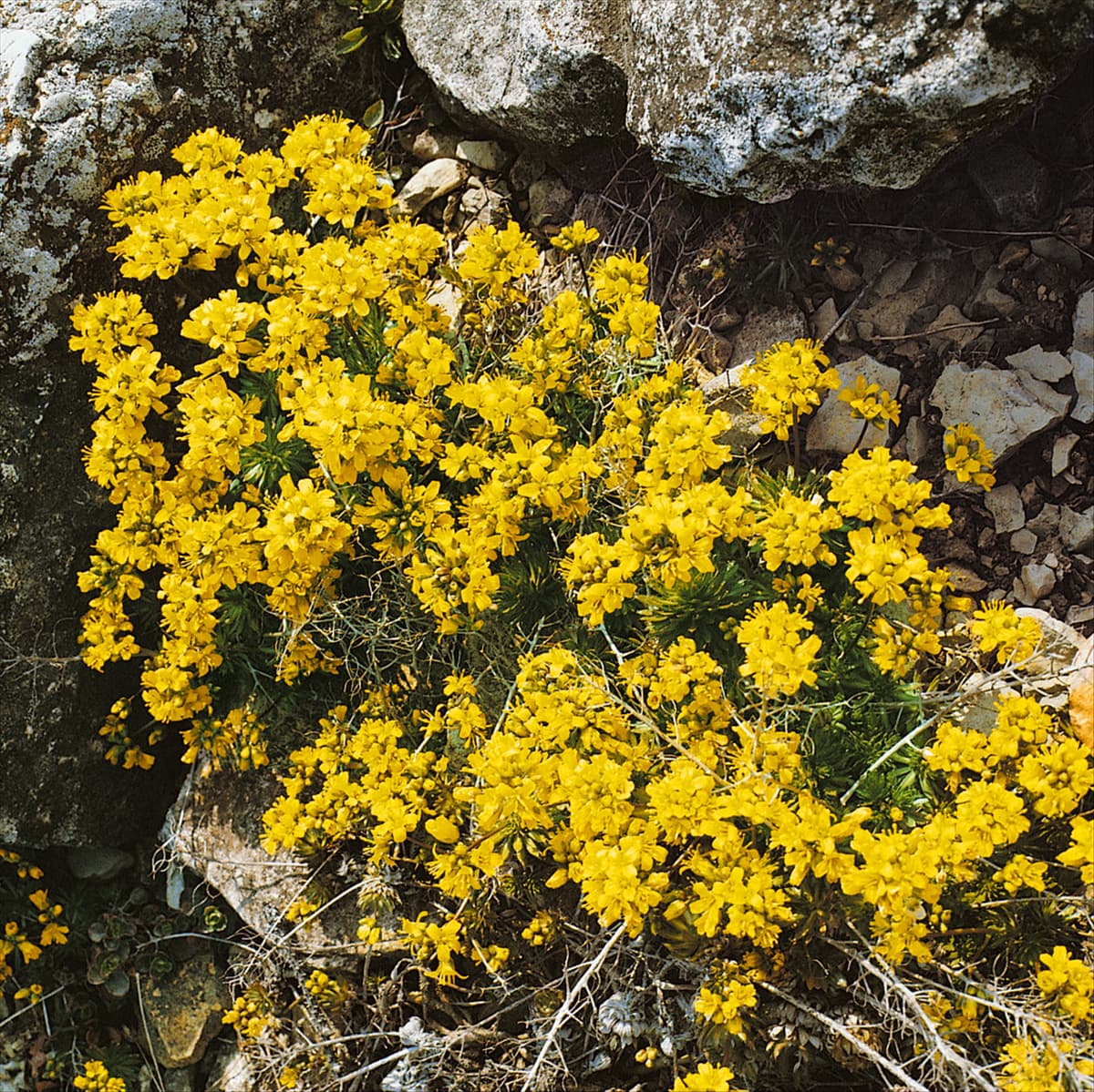 DRABA AIZOIDES