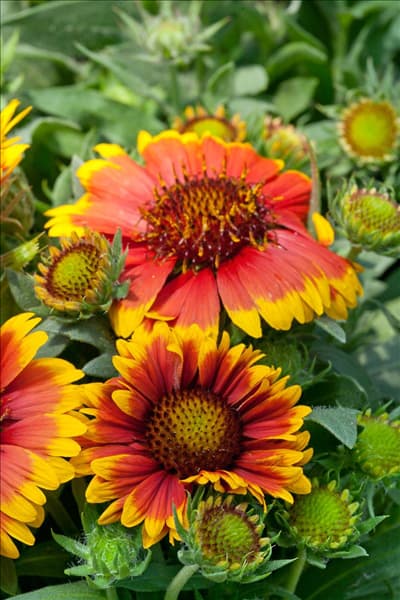 Gaillardia aristata Arizona Sun