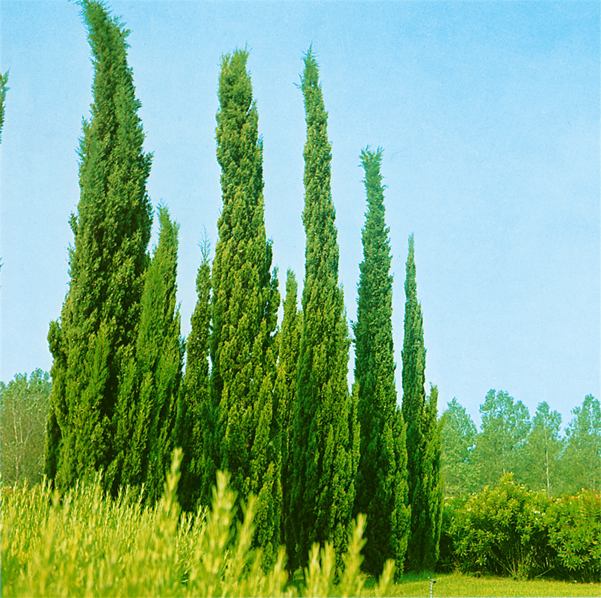 Cupressus sempervirens