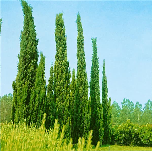 Cupressus sempervirens