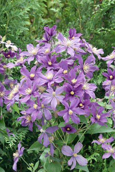Clematis integrifolia Arabella