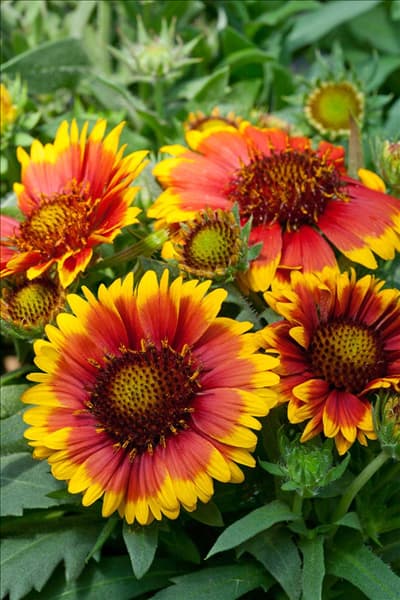 Gaillardia aristata Arizona Sun