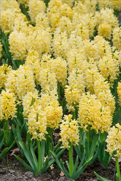 Hyacinthus Yellow Queen