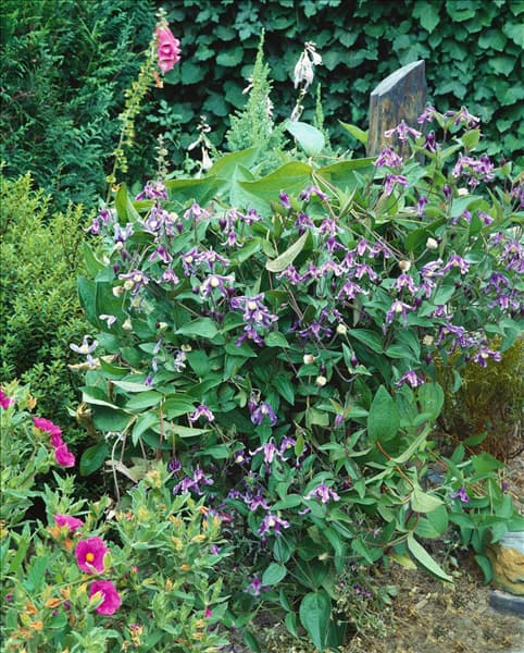 Clematis integrifolia