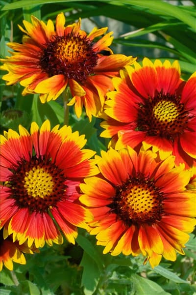 Gaillardia x grandiflora Arizona Sun