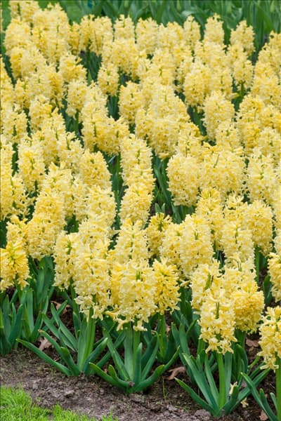 Hyacinthus Yellow Queen